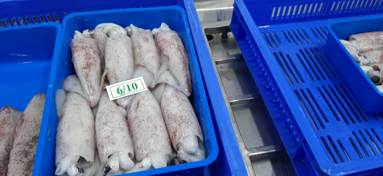 Frozen Loligo Squid