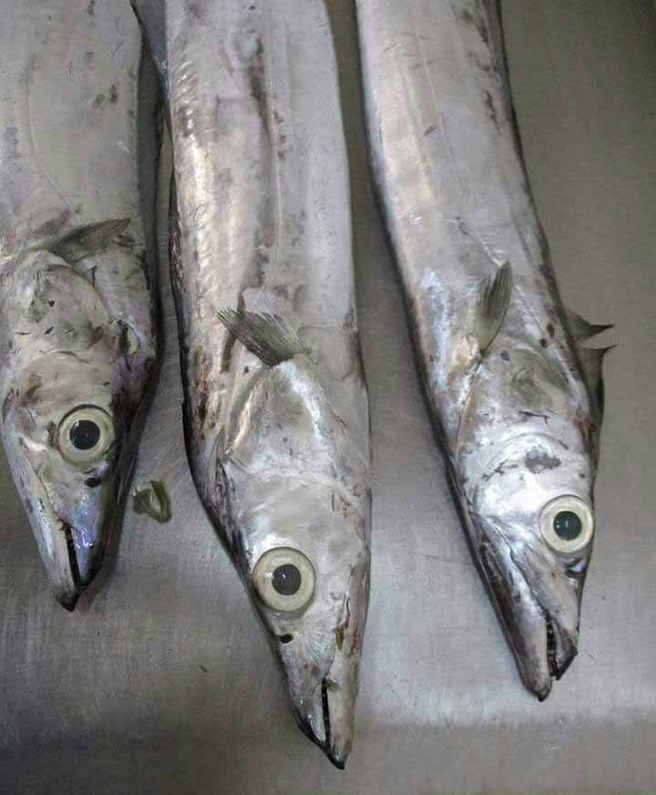 Frozen Ribbonfish Whole