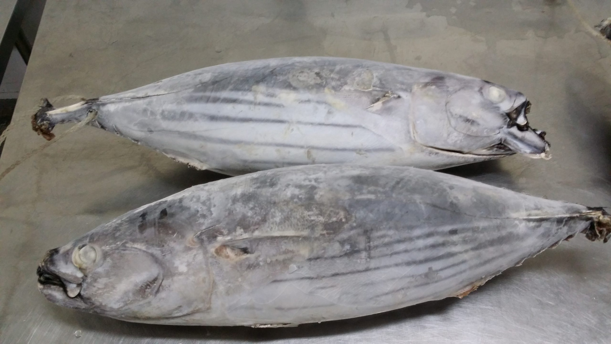 Frozen Skipjack Tuna Whole