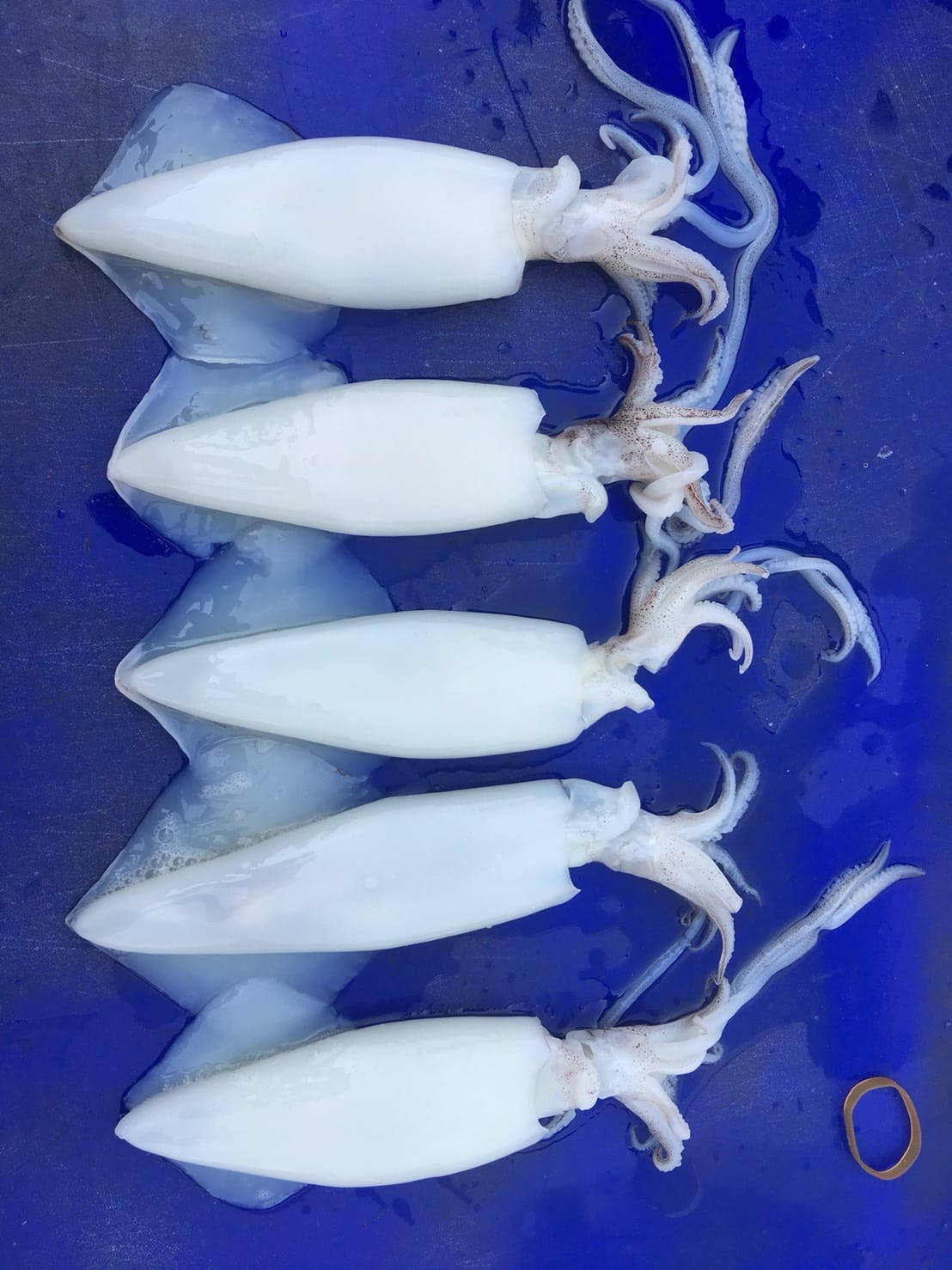 Frozen Squid Whole