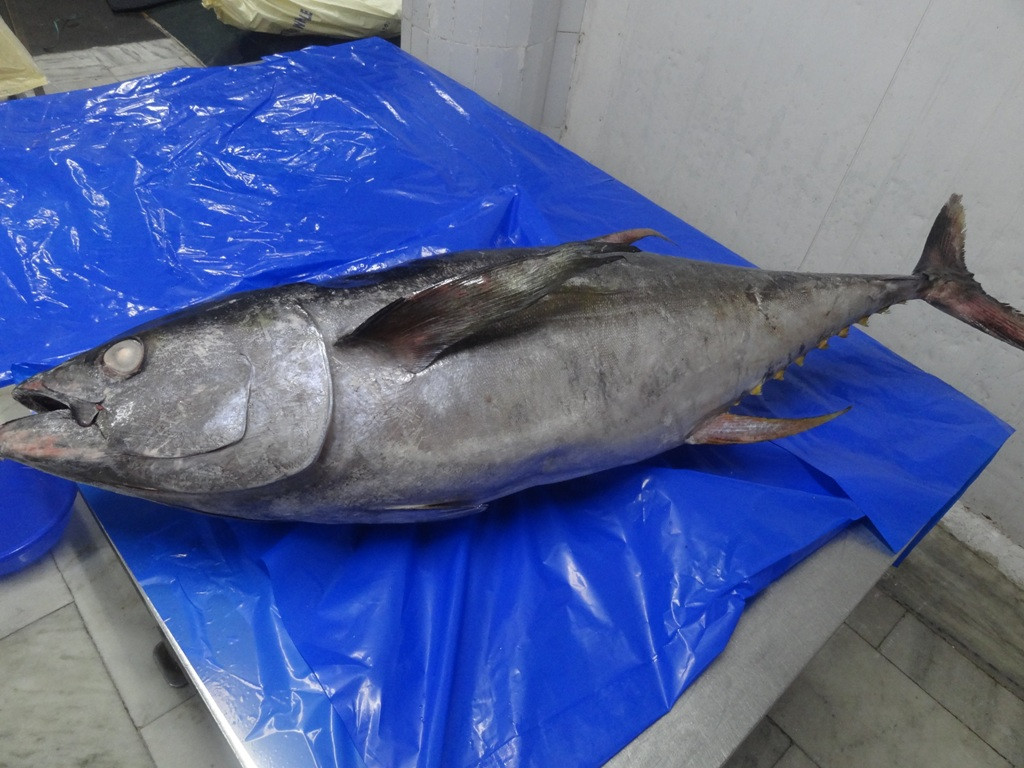 Frozen Yellowfin Tuna Whole