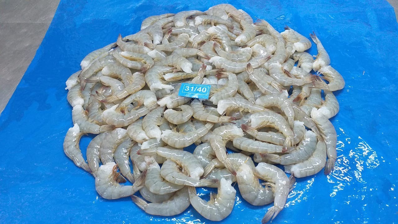 HLSO vannamei Shrimp-3